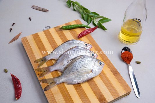 Silver Biddy Fish